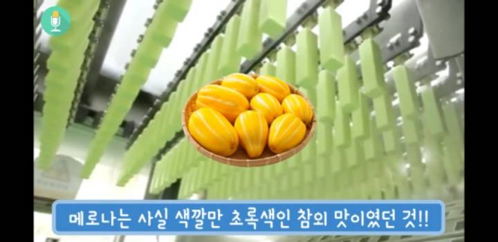 메로나10.jpg