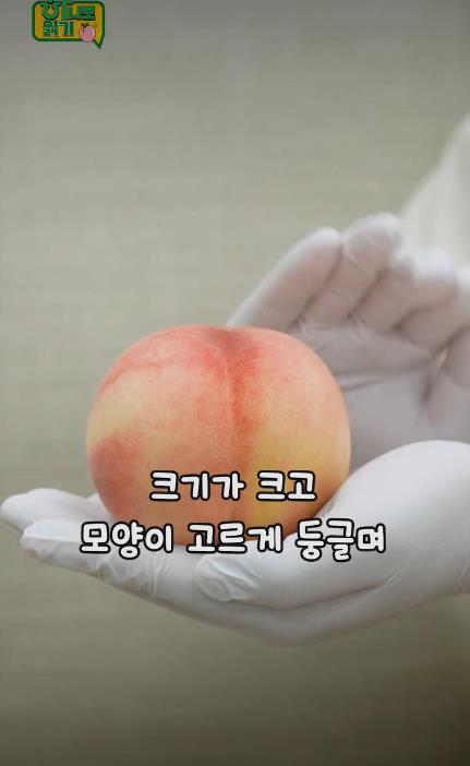 꿀복숭아 고르는 팁-04.JPEG