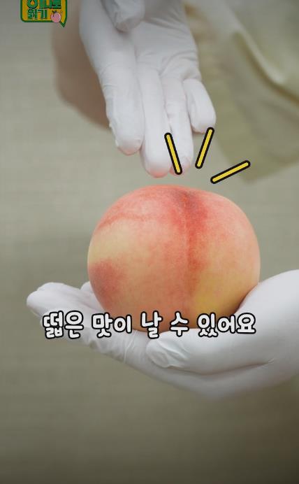 꿀복숭아 고르는 팁-07.JPEG